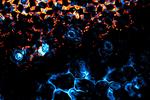 Chlorophyll Fluorescence Dynamics