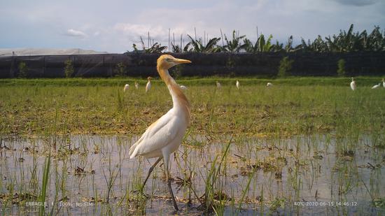 Camera Traps on Bird Surveys