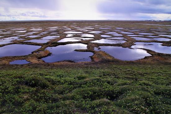 Birds in Siberian Arctic Tundra