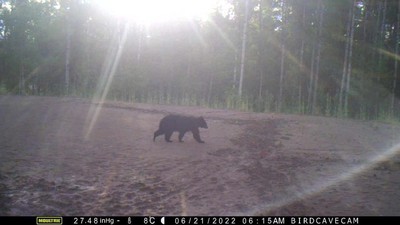 最常出現在後院的黑熊先生，這時候的熊排遺也是路上輕易可見。