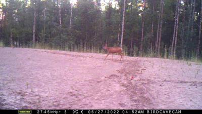 根據體型與尾巴判斷，應該是 Mule Deer 