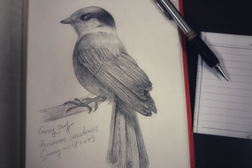 990_0_20180223 grey jay.png