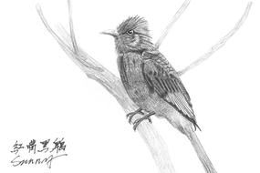 997_1_20140329 black bulbul.png