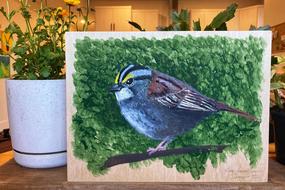 967_20220521 white-throated sparrow.jpg