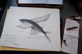 975_20190701 flying fish.jpg