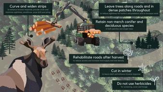 20240415_moose_harvest_infographic_v4.jpg