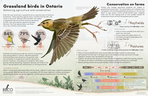 20240423_Grassland_Bird_In_Ontario_v7.png